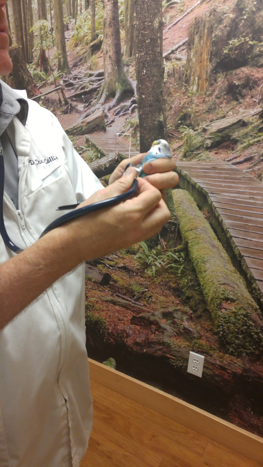 Glenview Animal Hospital Ltd | 3145 Jacklin Rd, Victoria, BC V9B 3Y7, Canada | Phone: (250) 478-4075