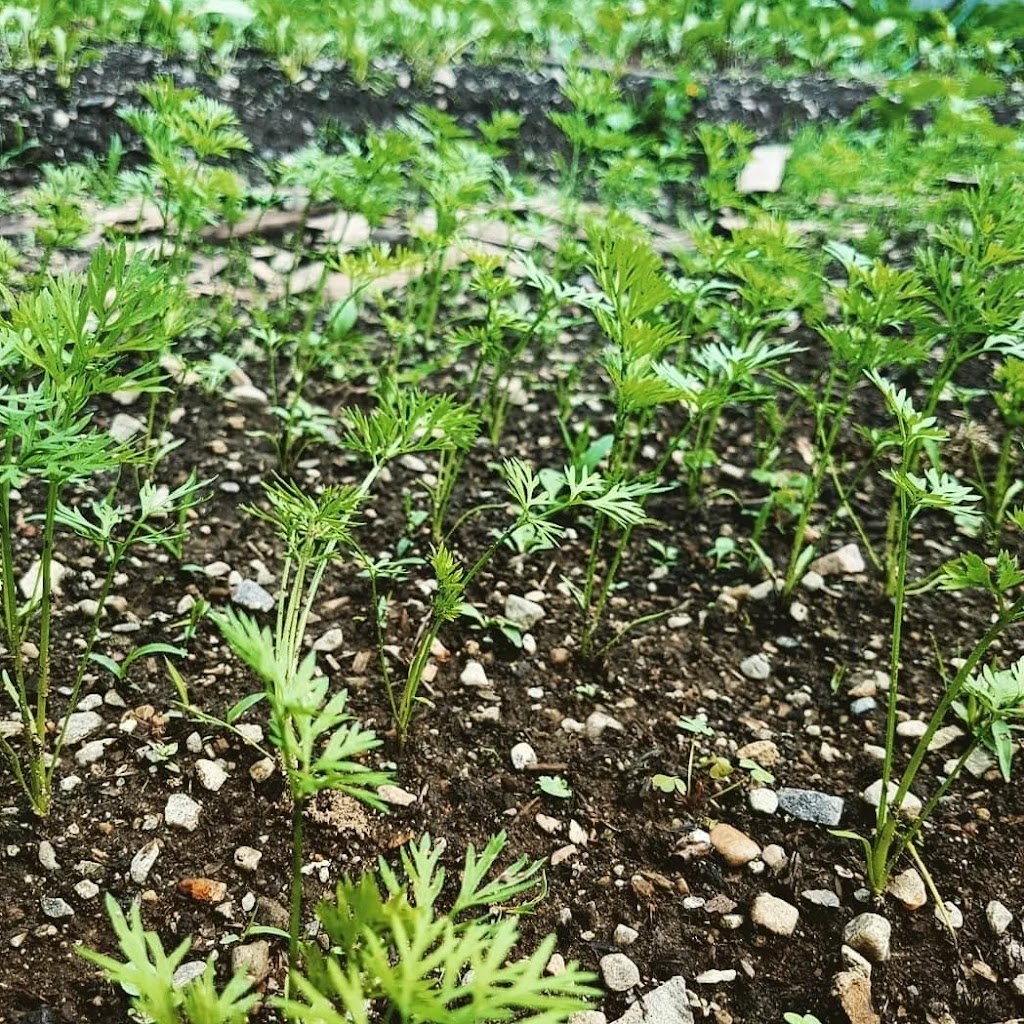 Vieux Verbal Garden | 250 Rue du Vieux Verbal, Saint-Calixte, QC J0K 1Z0, Canada | Phone: (450) 543-9835