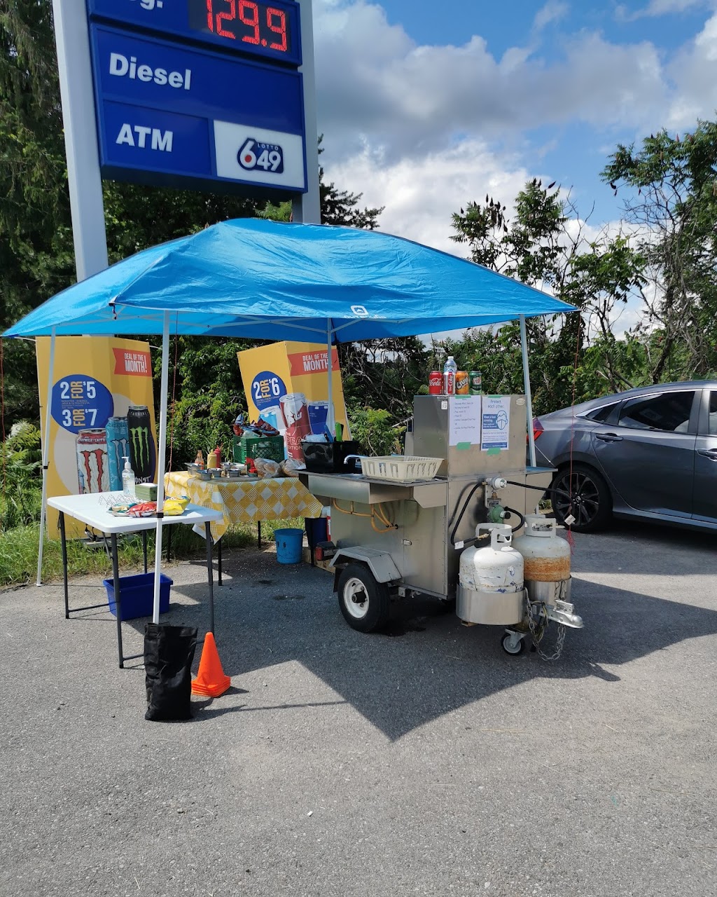 C Taylor Dog | 181 Brant Rd, Saint George, ON N0E 1N0, Canada | Phone: (416) 705-3130