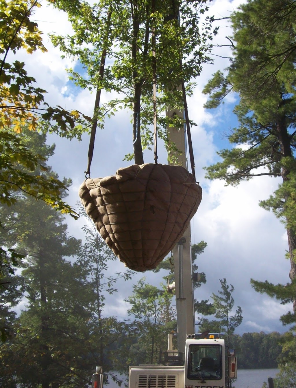 Hall Tree Spading a Division of Beech Nursery Group | 16725 Jane Street, King, ON L7B 0G8, Canada | Phone: (800) 463-1996