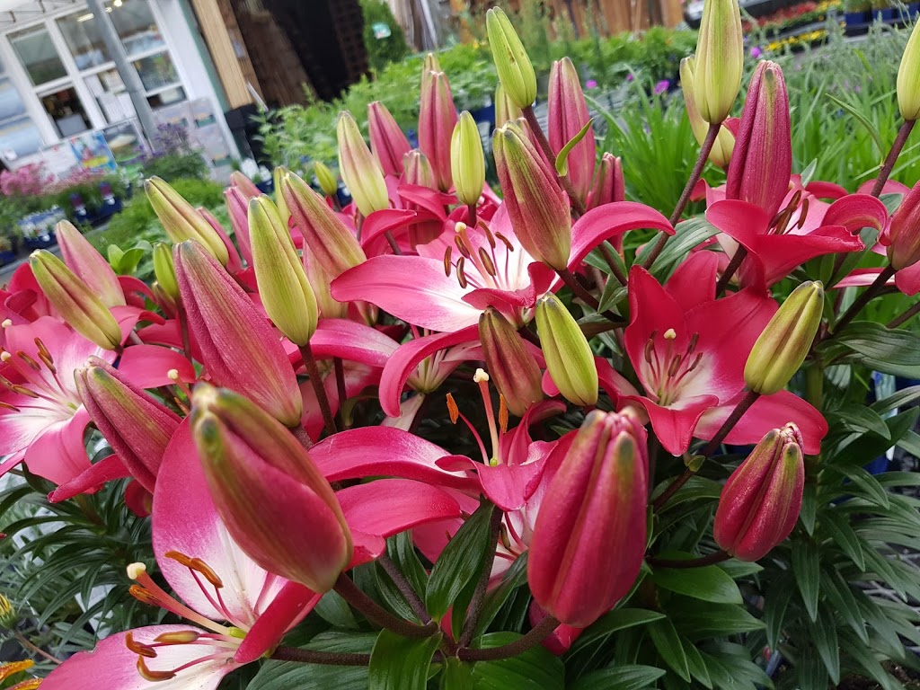 Peter Knippel Nursery & Garden Centre Inc | 4590 Bank St, Gloucester, ON K1T 3W6, Canada | Phone: (613) 822-0383