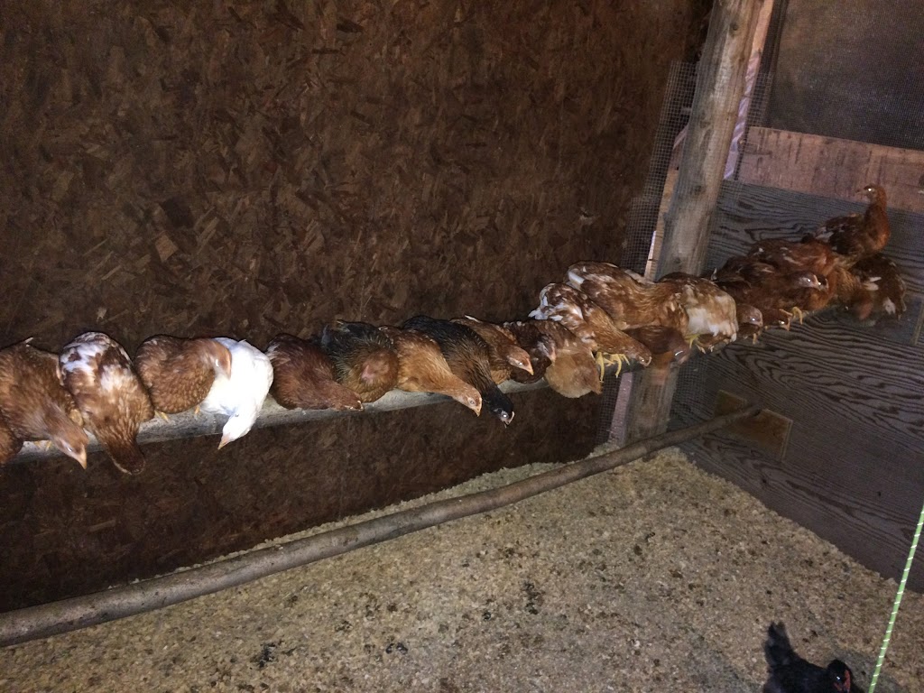 Bell Family Farm "Nolans Farm Fresh Eggs" | 7321 Flewellyn Rd, Stittsville, ON K2S 1B6, Canada | Phone: (613) 220-2494