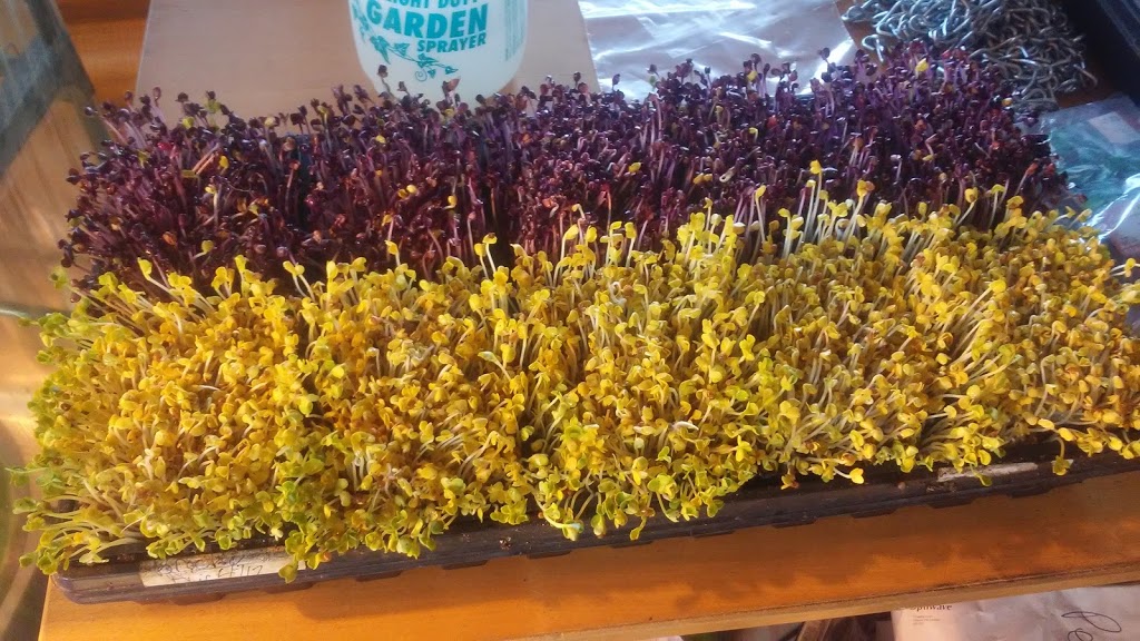 Richmond Microgreens | 3750 McBean St, Richmond, ON K0A 2Z0, Canada | Phone: (613) 807-9676