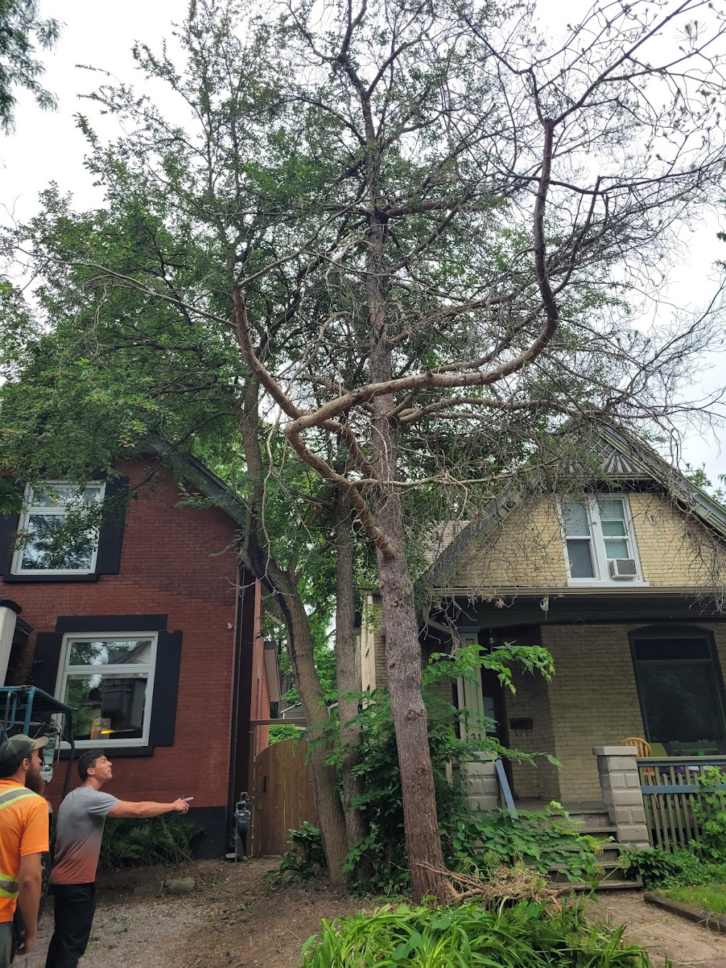 VDM Tree Services | 9307 Stewart Rd, Eden, ON N0J 1H0, Canada | Phone: (226) 378-4601