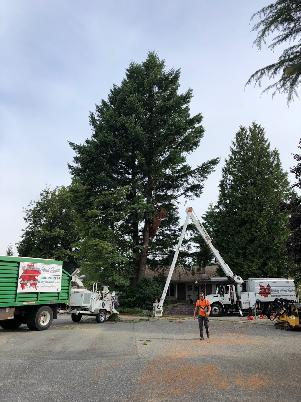 M.Mcconkey Arborist Services Ltd | 34976 Laburnum Ave, Abbotsford, BC V2S 5M7, Canada | Phone: (604) 597-2286