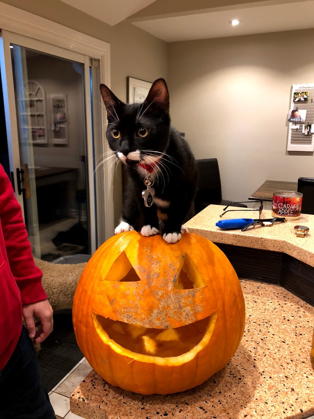 Burlington Veterinary Emergency & Referral Hospital | 775 Woodview Rd, Burlington, ON L7N 3S1, Canada | Phone: (905) 637-8111