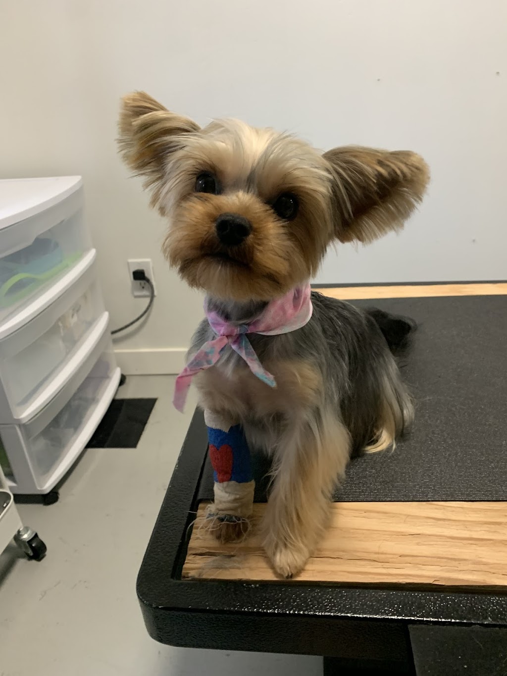 Golden Ears Grooming | 4660 Western Rd, Courtenay, BC V9N 3T2, Canada | Phone: (250) 702-1434