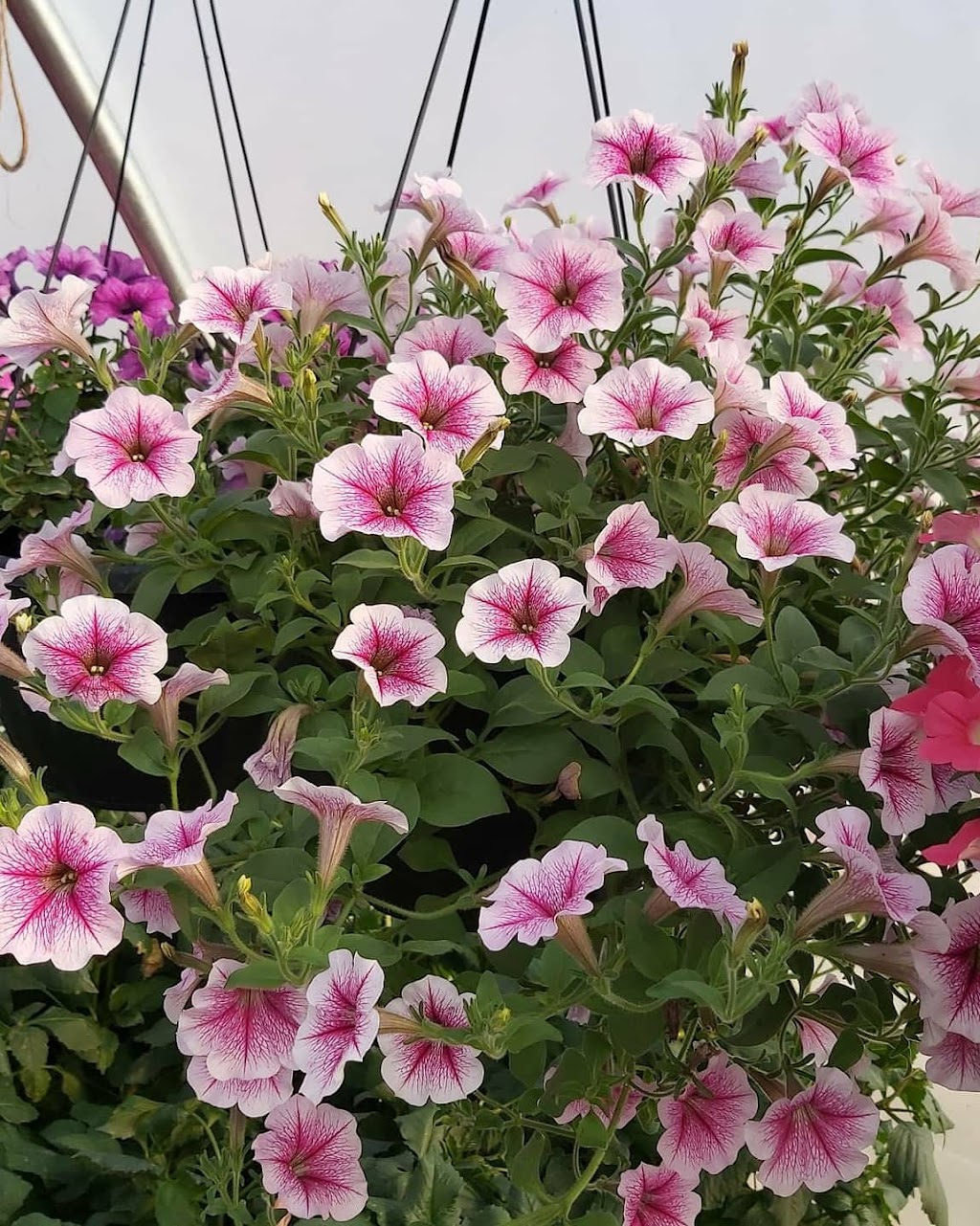 Oakbank Garden Market | 26016 Springfield Rd, Oakbank, MB R5N 0A8, Canada | Phone: (204) 444-4780