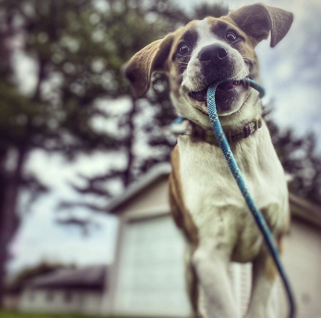 Wags and Walks Colborne | 7 Alfred St, Colborne, ON K0K 1S0, Canada | Phone: (289) 691-3652