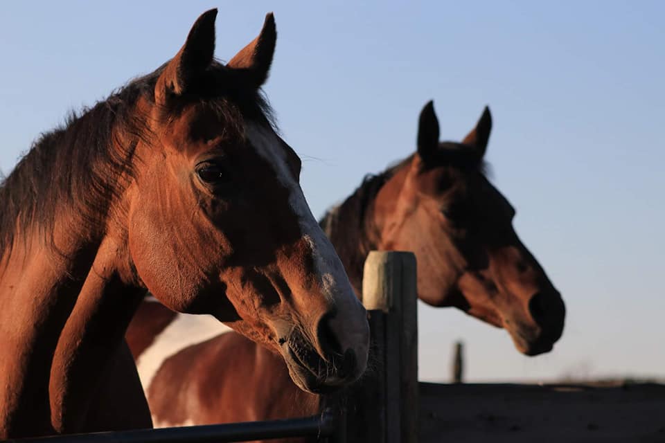 Mane Stage Stables | 232045 Range Road 250 Intersection of Township Rd 232 and, Range Rd 250, Carseland, AB T1P 0N6, Canada | Phone: (403) 689-2048