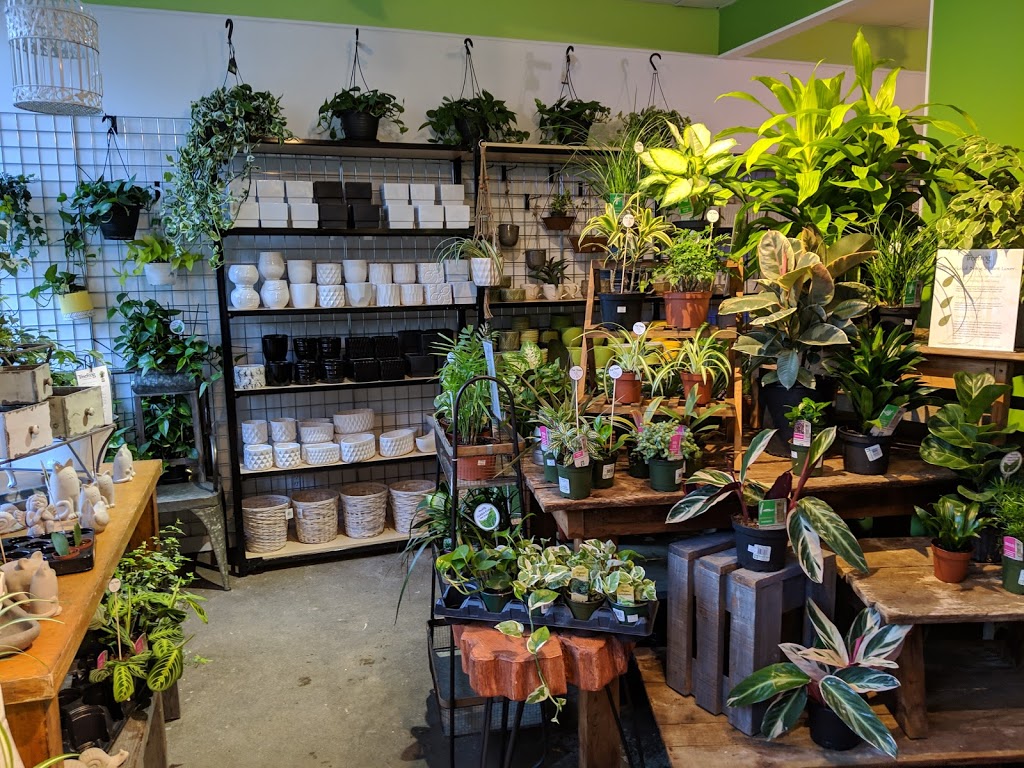 Treefrog Tropicals | 277 Government St, Duncan, BC V9L 1A7, Canada | Phone: (778) 422-3764