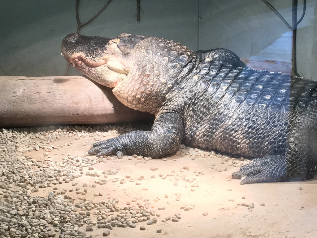 Little Rays Reptile Zoo and Nature Centre | 5305 Bank St, Gloucester, ON K1X 1H2, Canada | Phone: (613) 822-8924