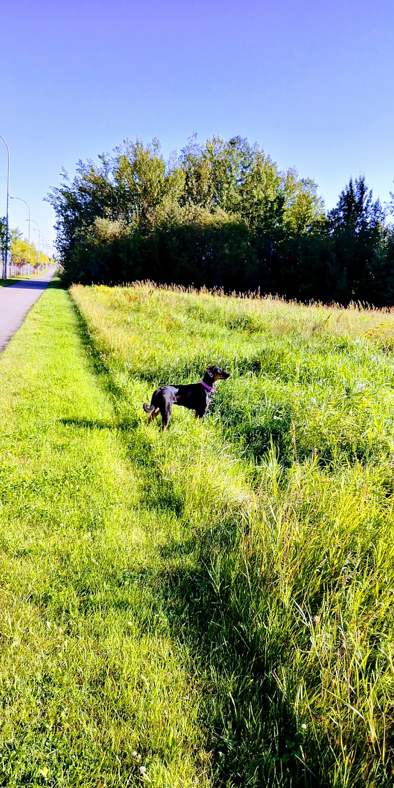 Henry Singer Park | 14940 142 St NW, Edmonton, AB T6V 1H9, Canada | Phone: (780) 443-6016