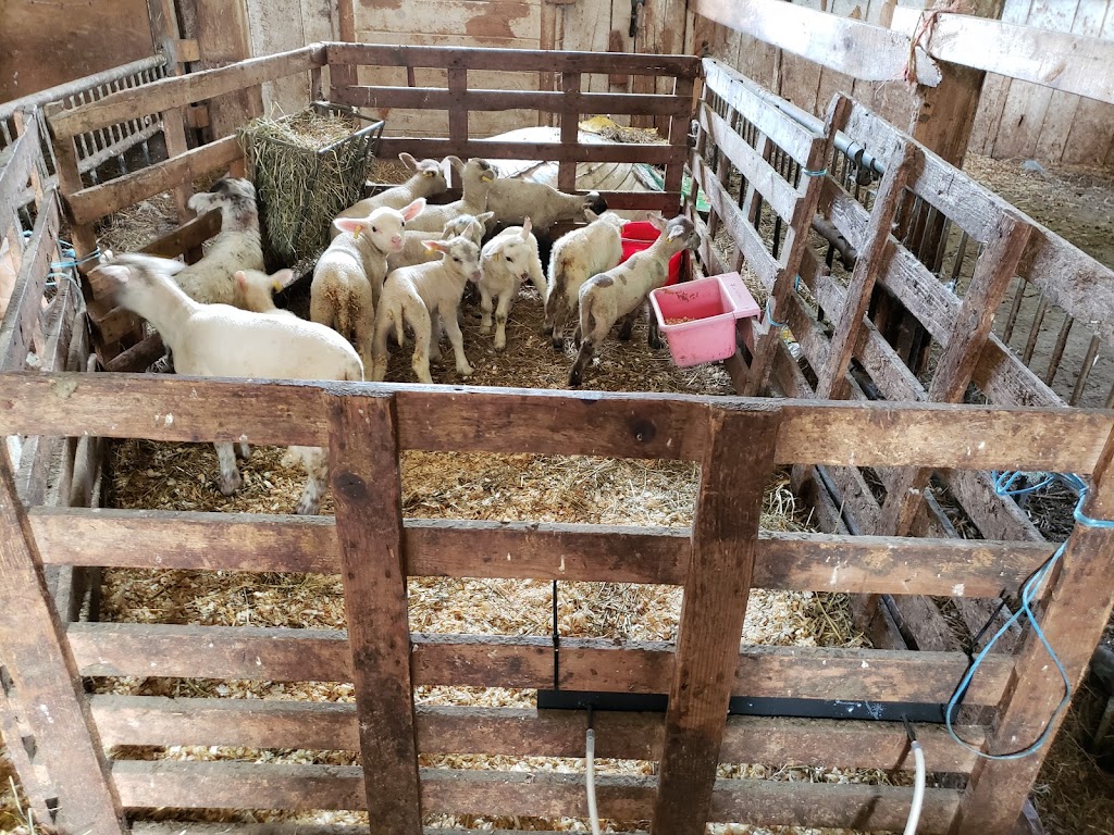 Shady Creek Lamb Co | 6021 Carp Rd, Kinburn, ON K0A 2H0, Canada | Phone: (613) 913-4994