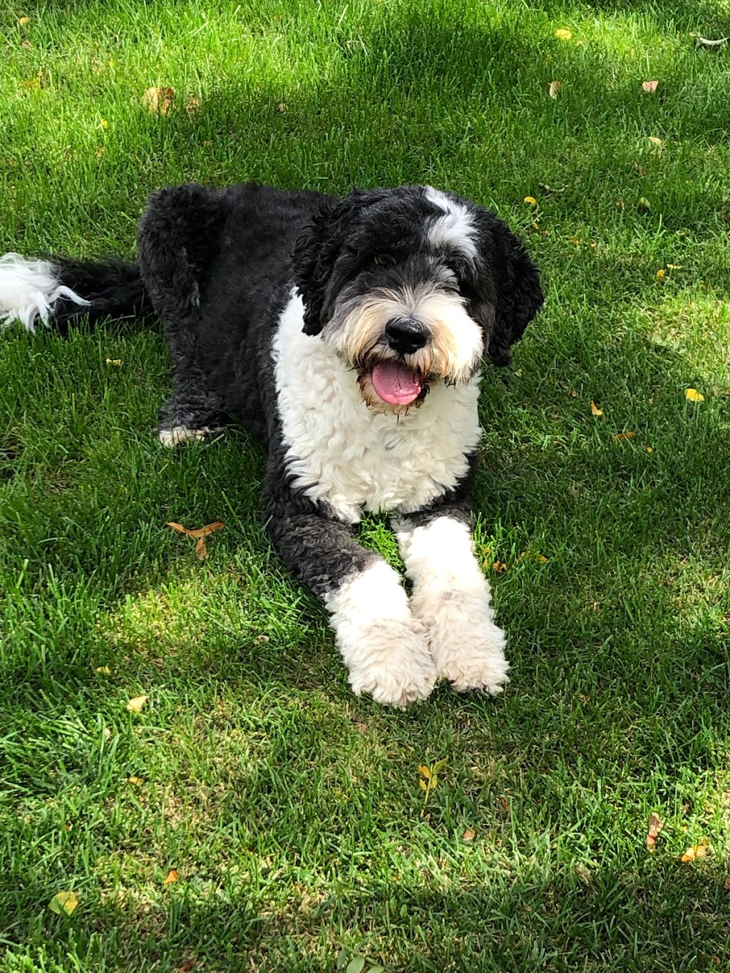 Suburban Paws Canine Training and Enrichment Centre | 2057 Royal Windsor Dr, Mississauga, ON L5J 1K5, Canada | Phone: (905) 855-2656