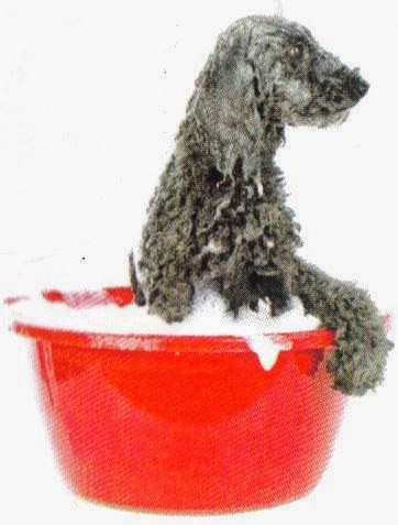 The Clip Joint Dog Grooming | 3050 Rutledge Rd, Sydenham, ON K0H 2T0, Canada | Phone: (613) 376-6242