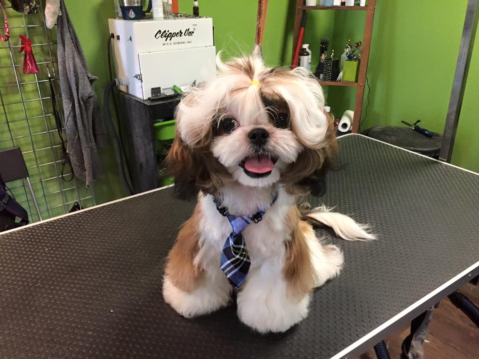 Pawsitively Purrfect Pet Spa | 755 Lake Bonavista Dr SE, Calgary, AB T2J 0N3, Canada | Phone: (403) 258-3322