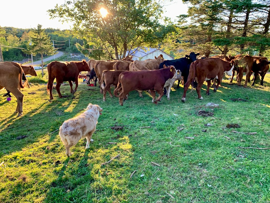 Rocky Top Farm | 150 Will Turner Rd, New Ross, NS B0J 2M0, Canada | Phone: (902) 299-0349