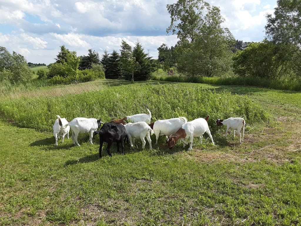 Leaning Stable Acres | 6417 Holt Rd, Hampton, ON L0B 1J0, Canada | Phone: (289) 943-1175