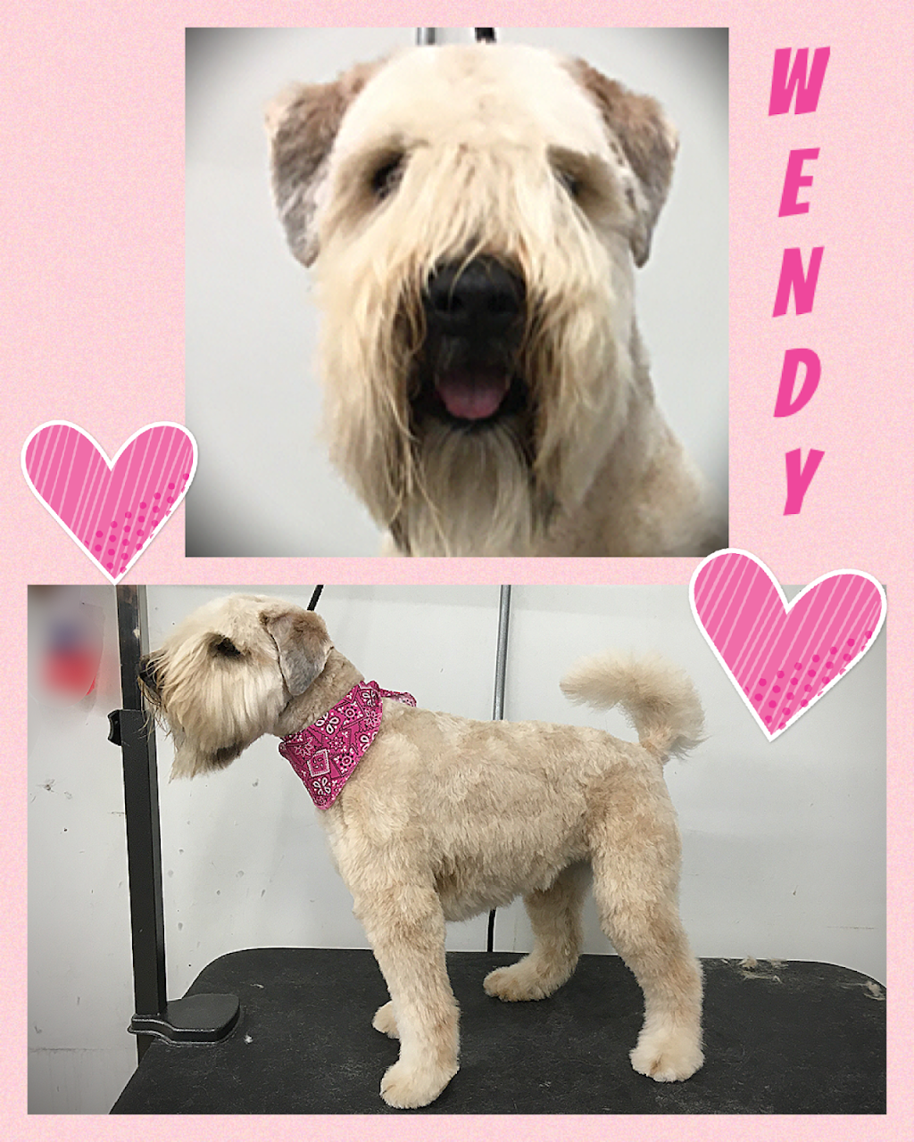 Centre de formation toilettage aux petits soins | 185 Bd Antonio-Barrette, Notre-Dame-des-Prairies, QC J6E 1E6, Canada | Phone: (450) 758-1855