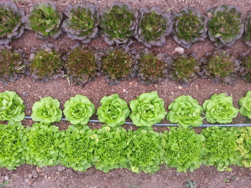 Wheelbarrow Farm | 535 Durham Regional Rd 13, Sunderland, ON L0C 1H0, Canada | Phone: (647) 335-3190