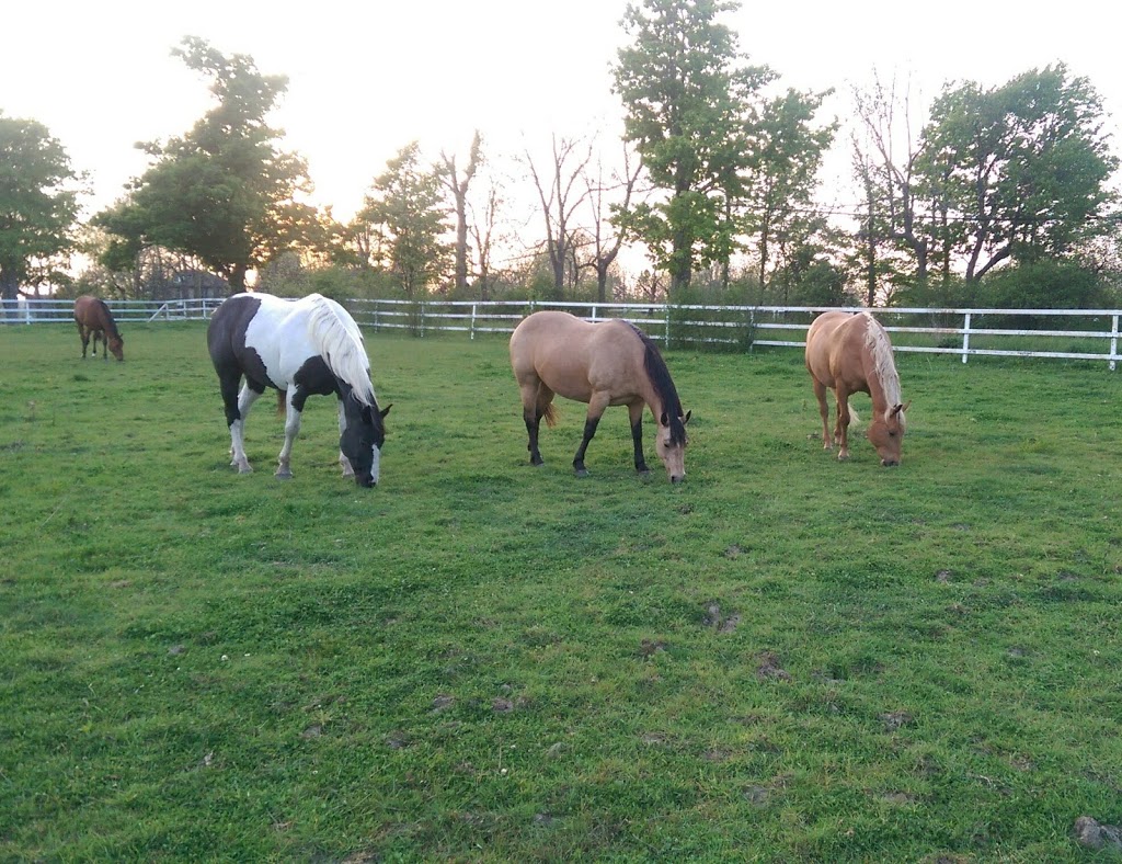 Sunny Ridge Ranch | 3195 Bertie St, Ridgeway, ON L0S 1N0, Canada | Phone: (905) 933-3873