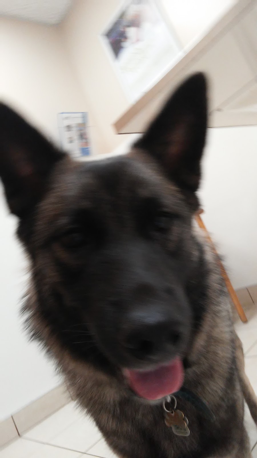 Spruce Grove Veterinary Clinic | 5 South Ave, Spruce Grove, AB T7X 3A5, Canada | Phone: (780) 962-3233