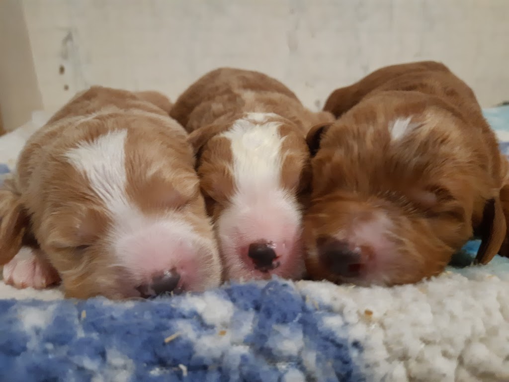 Bark About It Canine Centre | 15 Reeds Rd, Cayuga, ON N0A 1E0, Canada | Phone: (289) 673-1018