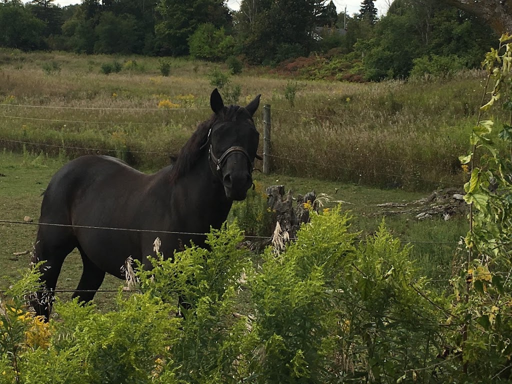 Northfield Farm | 8368 ON-7, Rockwood, ON N0B 2K0, Canada | Phone: (519) 856-1434