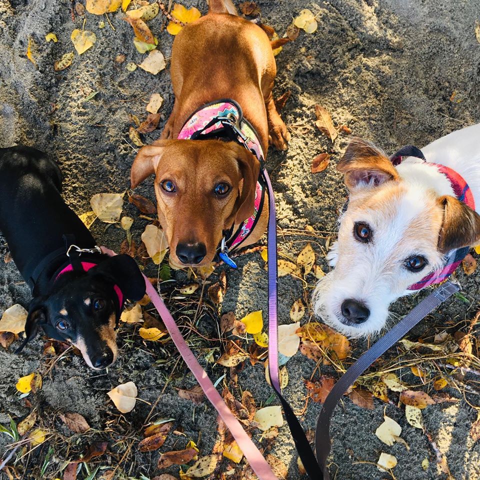 Kitty’s Dog Walking | 7600 Cottonwood Dr, Osoyoos, BC V0H 1V3, Canada | Phone: (250) 719-4677