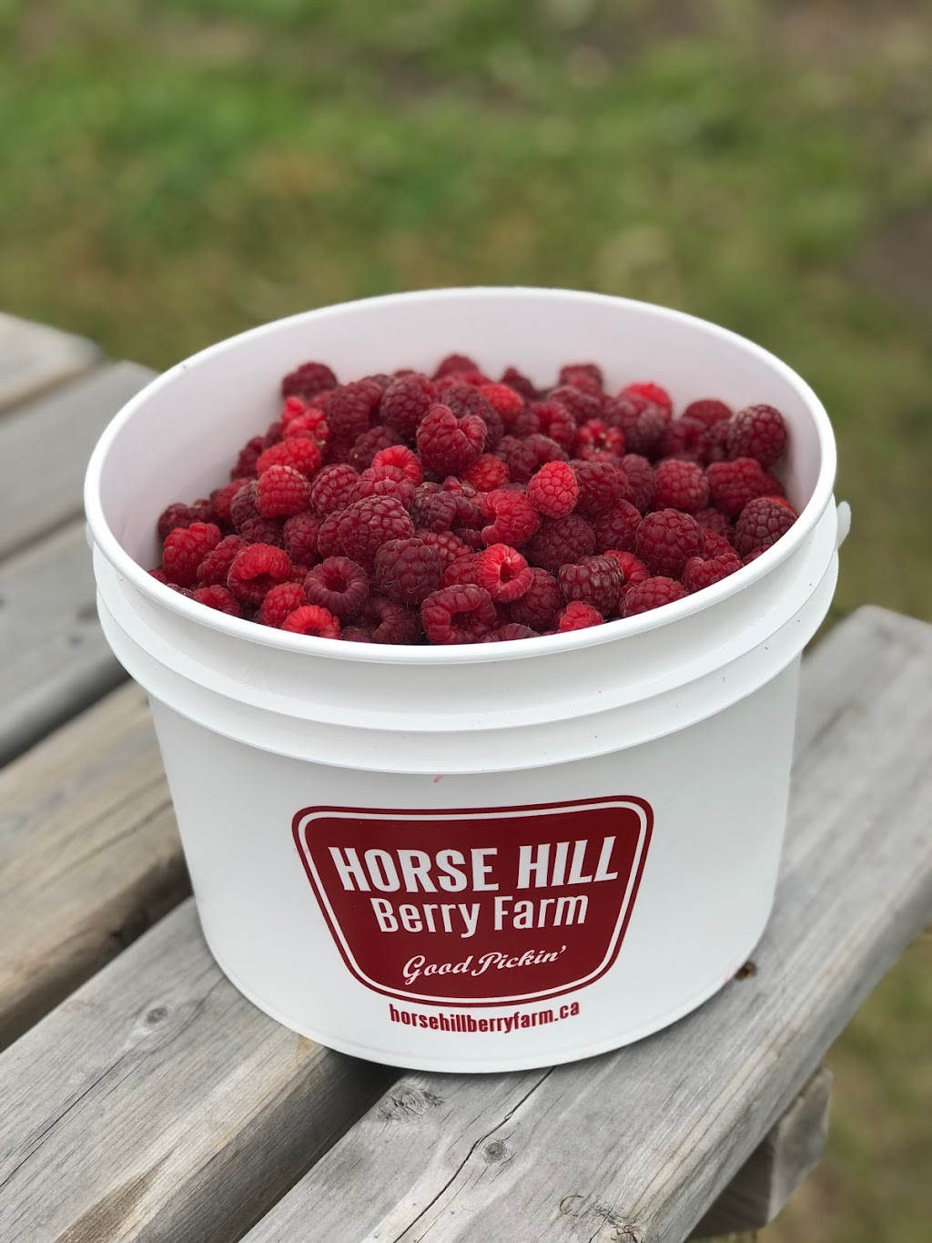 Horse Hill Berry Farm | 3203 211 Ave NE, Edmonton, AB T5Y 6P1, Canada | Phone: (780) 245-4930