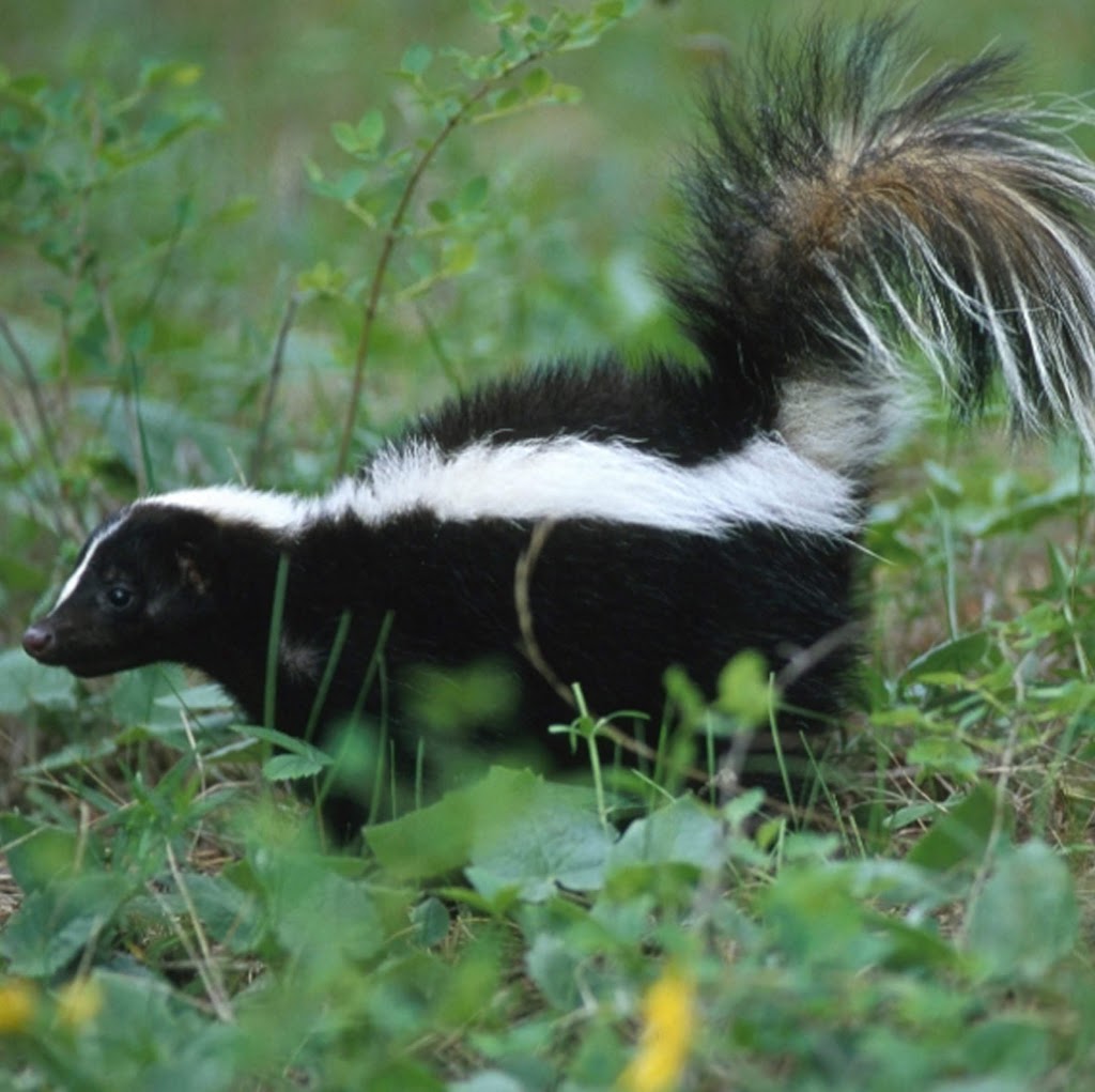 Skunk B Gone | 10 Isabel St, St Thomas, ON N5R 3J5, Canada | Phone: (226) 700-9529