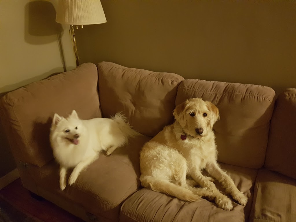 Not Home Alone Pet Services | 39 Porter Rd, Nanaimo, BC V9X 1B8, Canada | Phone: (250) 802-6614