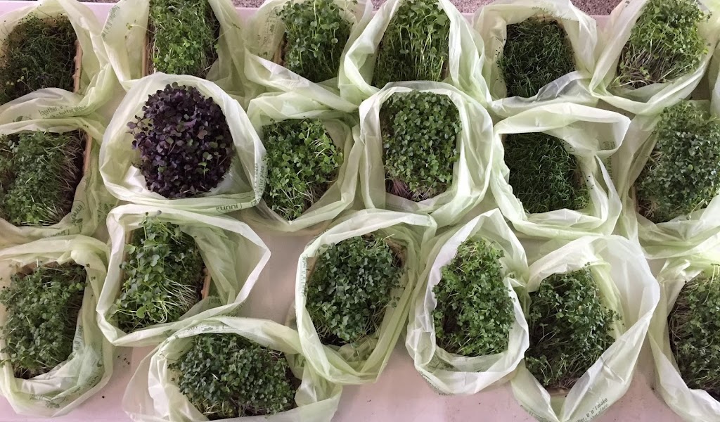 Valley Microgreens | 12 Constance Lake Rd, Kanata, ON K2K 1X7, Canada | Phone: (613) 447-7144