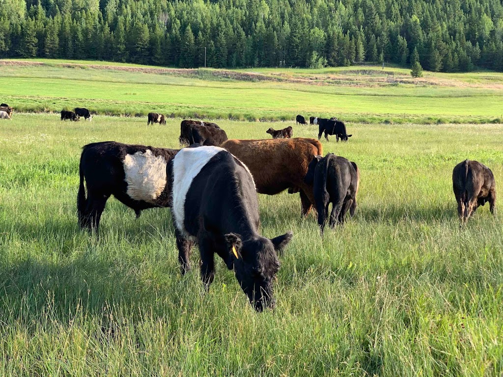 Waikikahei Ranch Ltd | 11949 BC-3, Greenwood, BC V0H 1J0, Canada | Phone: (250) 445-6362