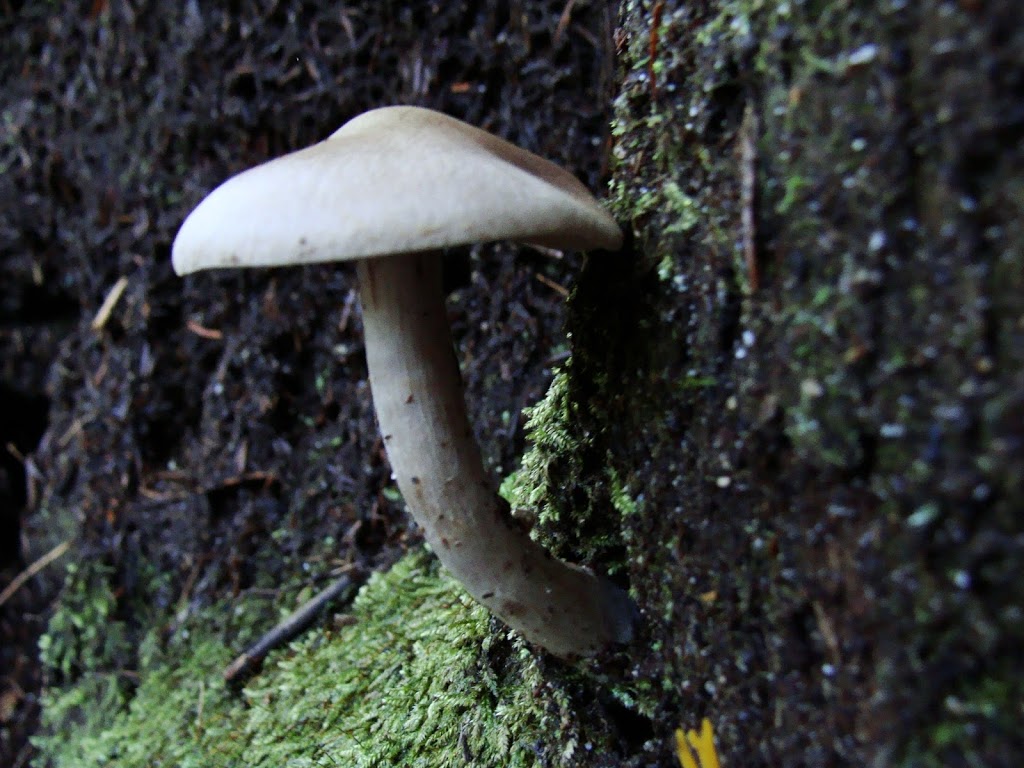 Upper Shannon Falls Trail | Squamish, BC V0N 1T0, Canada