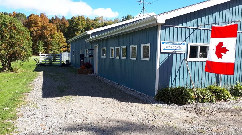 Pampered Pet Palace | 2798 S Talbot Rd, Cottam, ON N0R 1B0, Canada | Phone: (519) 733-5205