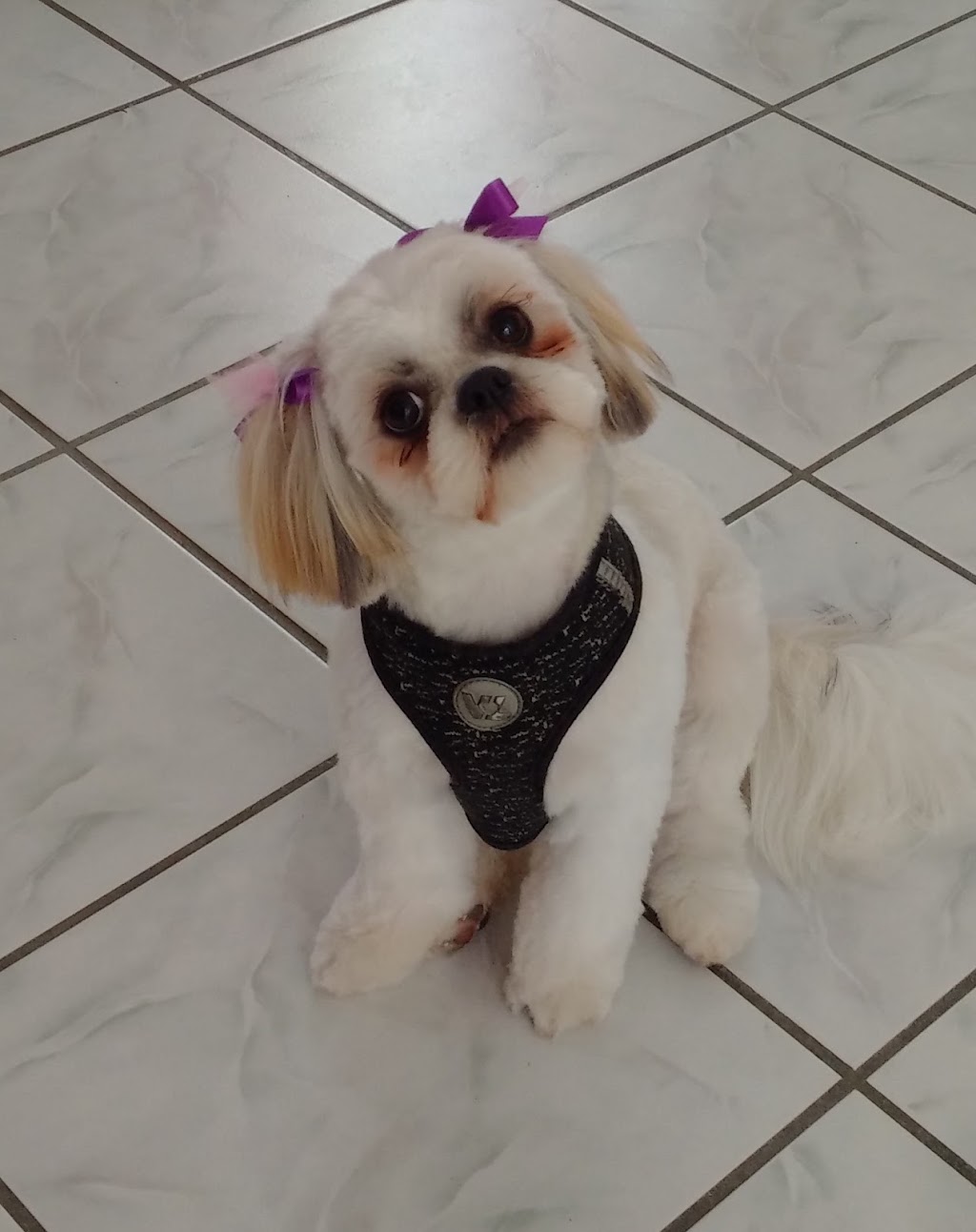 Sassytails Dog Grooming | 98 Ebury Crescent, London, ON N6C 3E2, Canada | Phone: (416) 414-6014