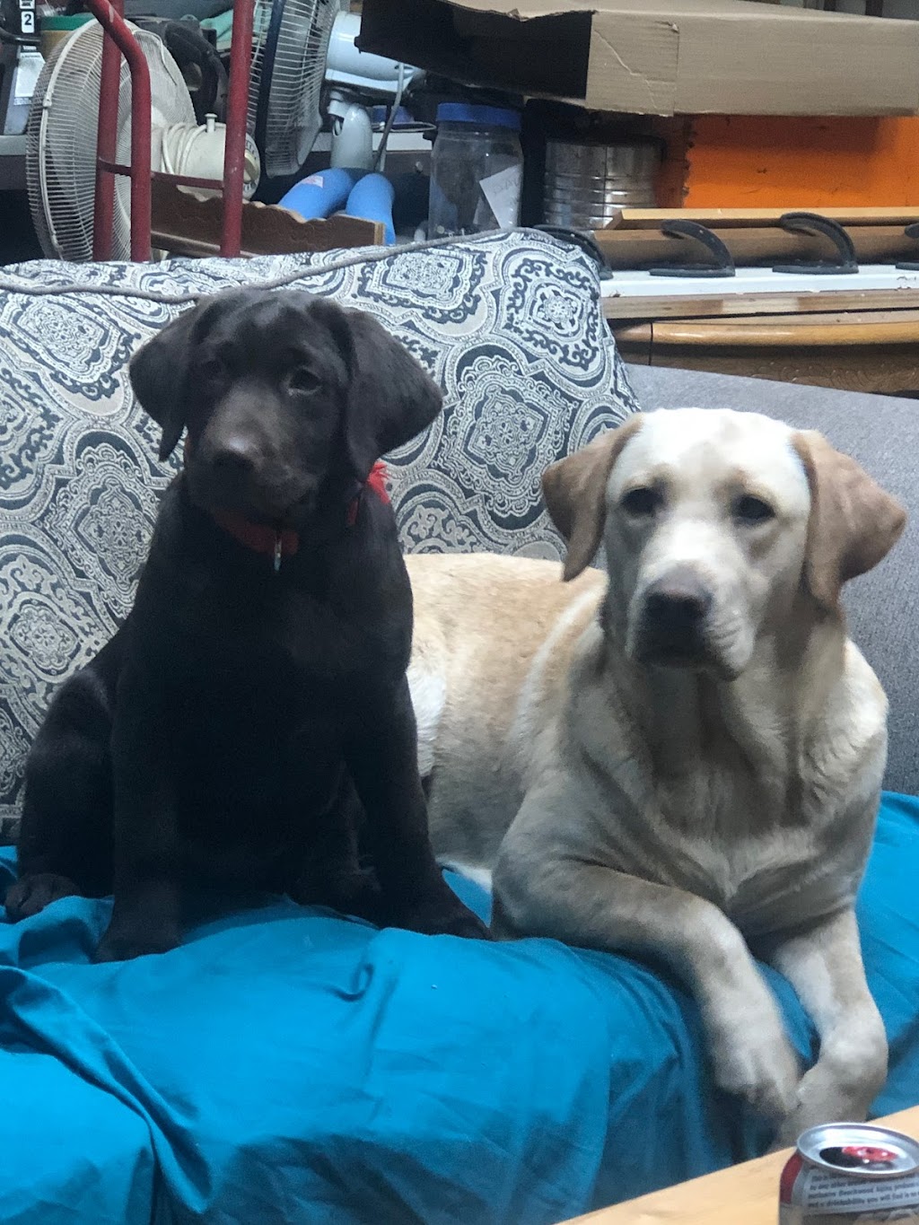 Tranquille Creek Labradors and Doodles | 10063 Tranquille-Criss Creek Road, Kamloops, BC V0K 2J0, Canada | Phone: (604) 996-4751
