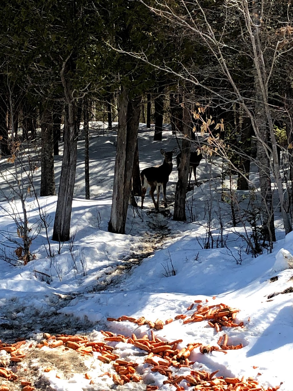 Domaine des Cerfs | 3183 Chemin de lÉglise, Chertsey, QC J0K 3K0, Canada | Phone: (450) 803-3183