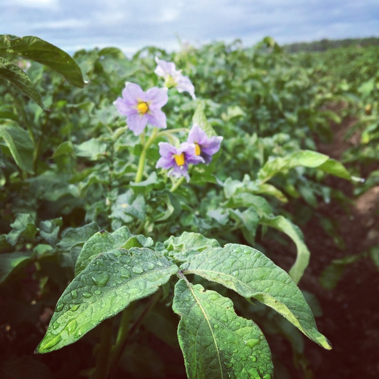 Les Couleurs De La Terre | 1200 Chemin de la Grande Rivière N, Yamachiche, QC G0X 3L0, Canada | Phone: (819) 690-4804