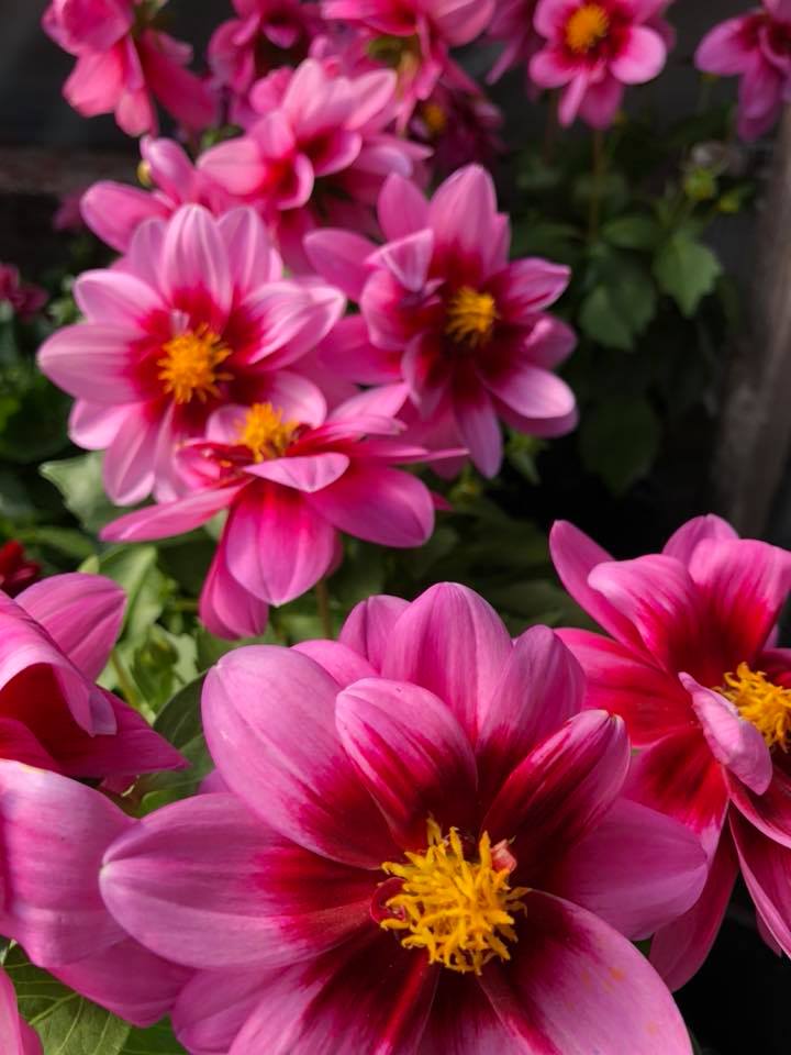 Levis Fine Home & Garden Decor | 4602 Rue Principale, Saint-Antoine, NB E4V 3H3, Canada | Phone: (506) 525-2505