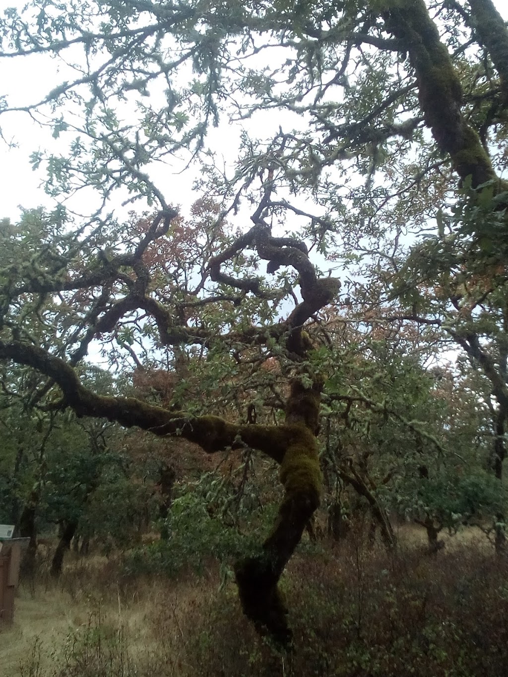 Cowichan Garry Oak Preserve | 1241 Maple Bay Rd, Duncan, BC V9L 5R9, Canada