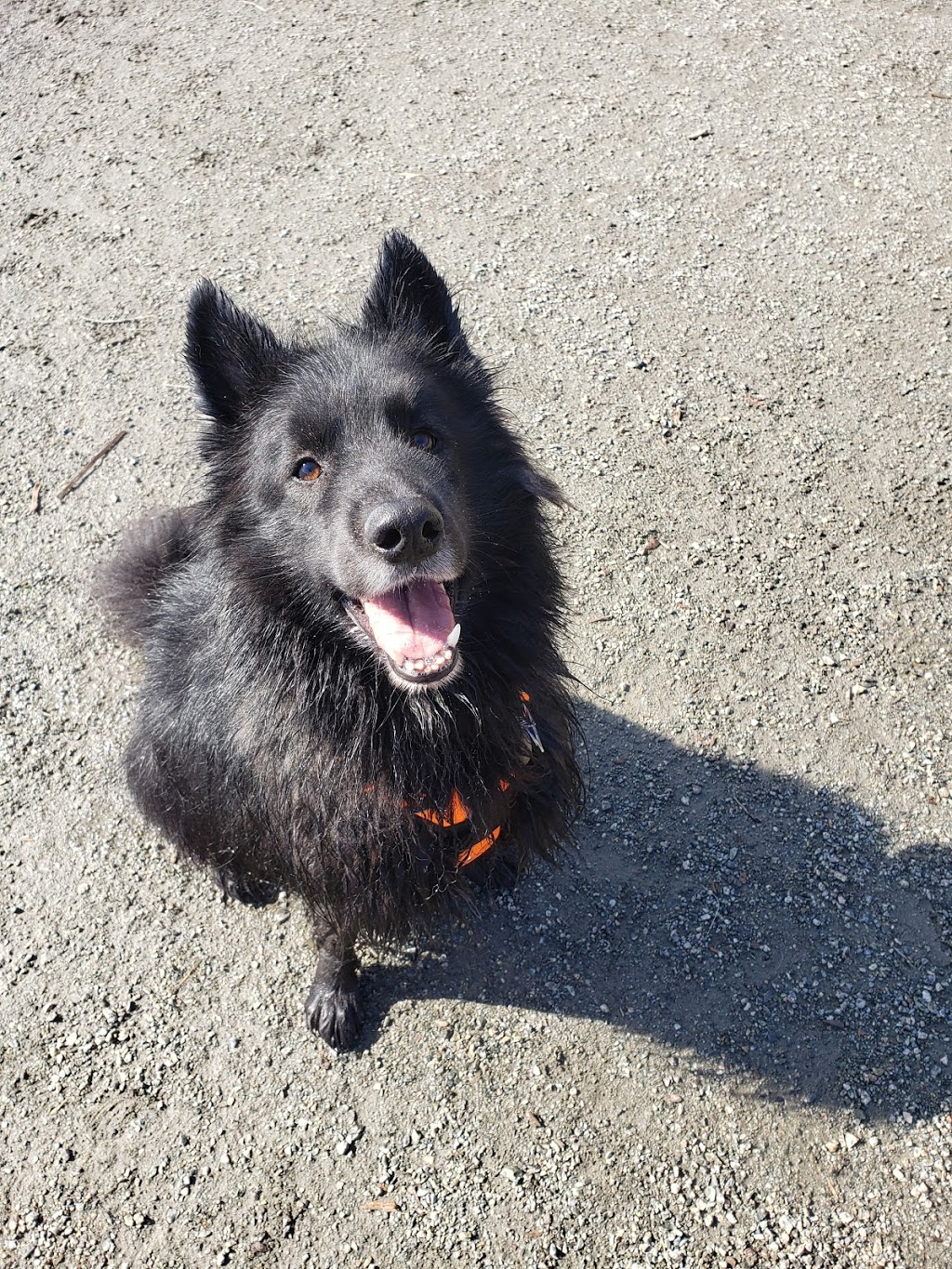 Canine Concierge | 1314 Powell Street, Vancouver, BC V5L 1G6, Canada | Phone: (604) 215-9877
