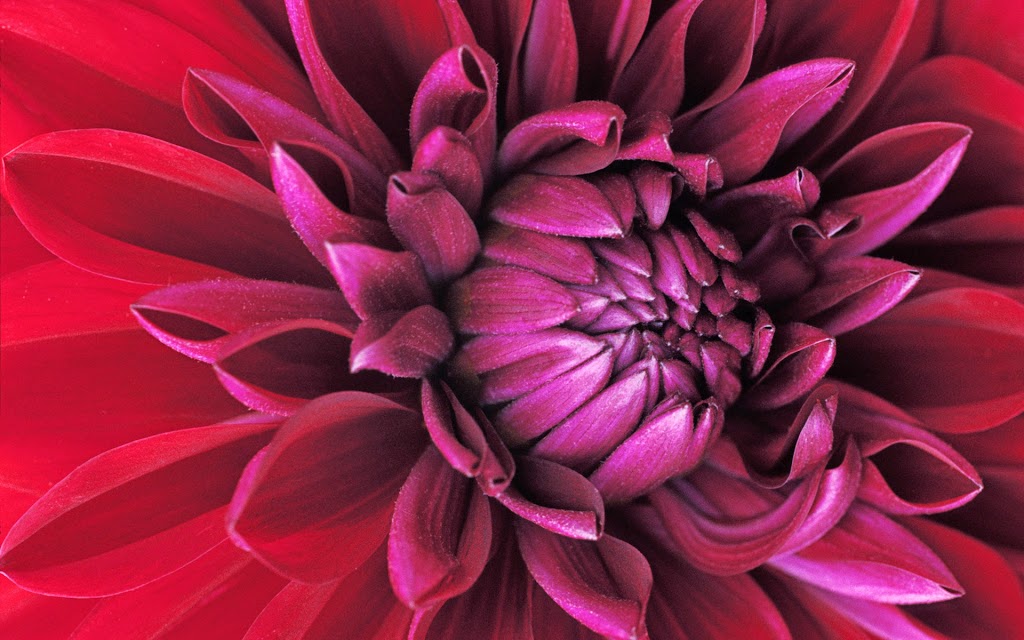 Floral Images | 68 Delhi St, Guelph, ON N1E 4J7, Canada | Phone: (519) 823-0691