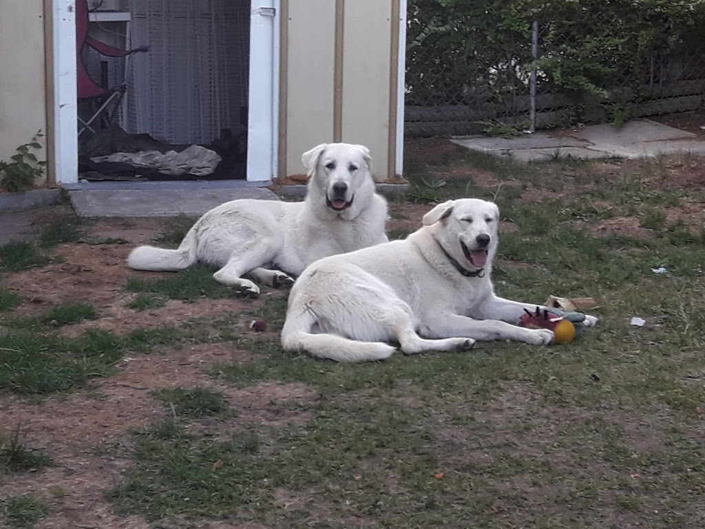 Calgary Pet Wellness and Spay & Neuter Clinic | 3563 52 St SE, Calgary, AB T2B 3R3, Canada | Phone: (403) 569-7387
