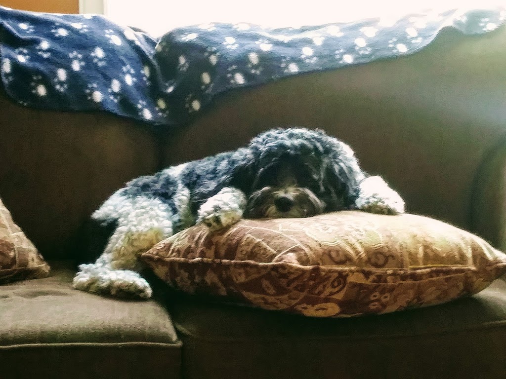 Harrow Animal Hospital | 110 King St W, Harrow, ON N0R 1G0, Canada | Phone: (226) 207-0222