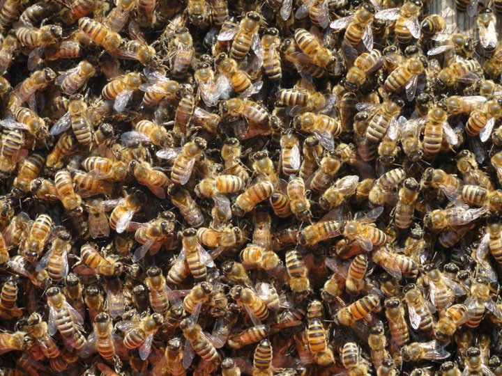 Pacific Northwest Berries and Bees | 13046 210 St, Maple Ridge, BC V4R 2R9, Canada | Phone: (778) 869-5885