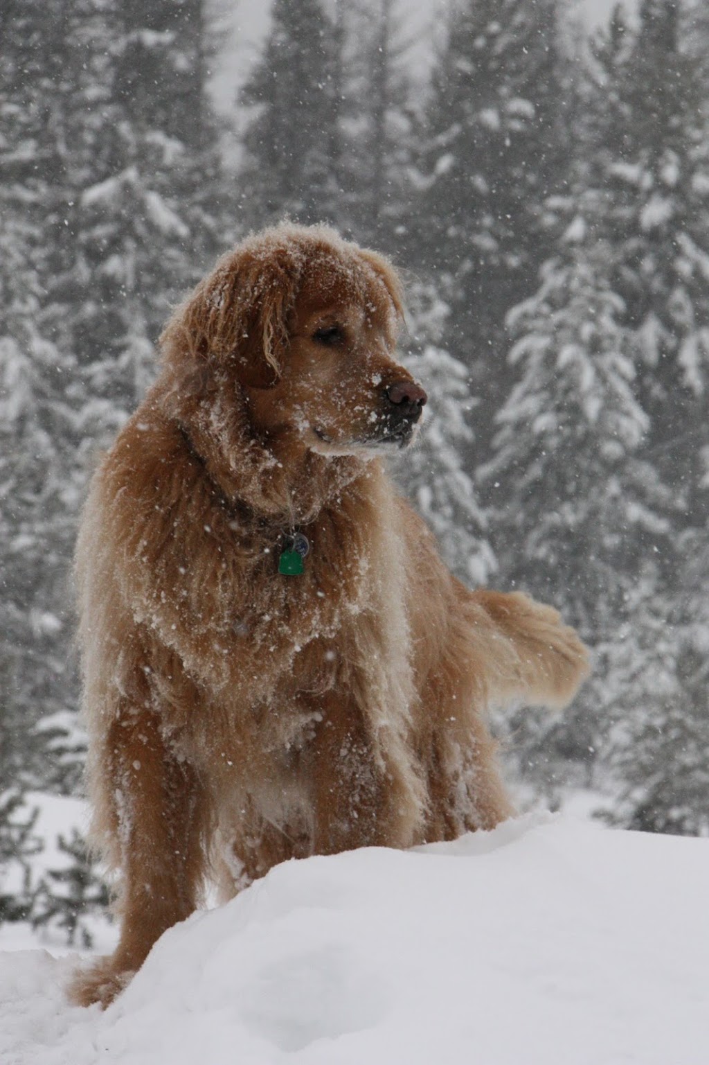 Fleetwood Veterinary Clinic | 17670 65a Ave #106, Surrey, BC V3S 5N4, Canada | Phone: (604) 576-6640