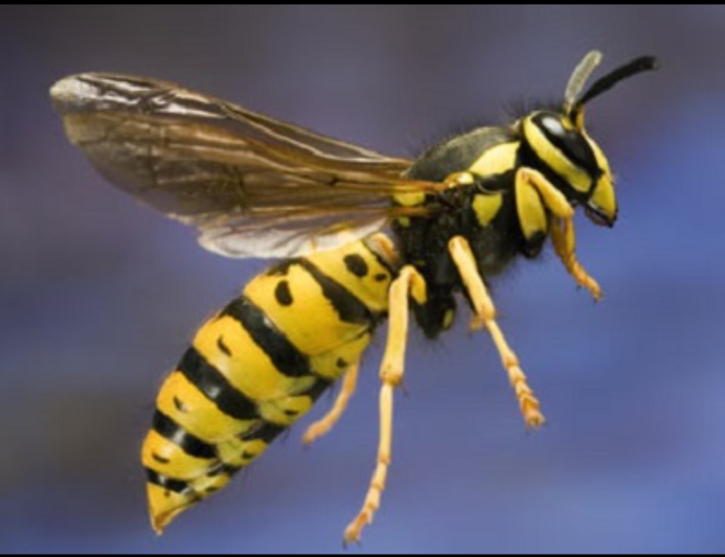 Certified Pest Control | 255 Summerton Crescent, Sherwood Park, AB T8H 2V6, Canada | Phone: (780) 231-3872